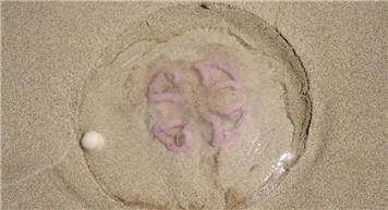Jellyfish on the beach